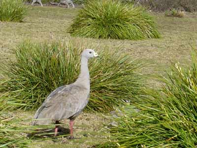 oie (Cape Barren Goose)