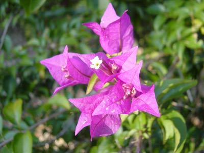 dans notre jardin
