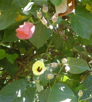fleurs de Bourao. Celle qui est rouge va bientôt tomber.