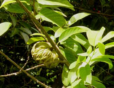 une pomme-cannelle