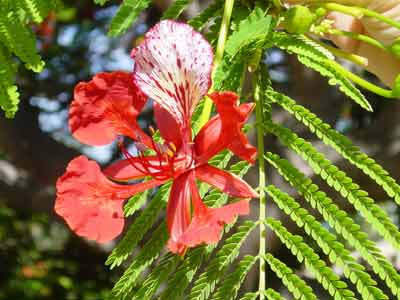 une fleur de flamboyant