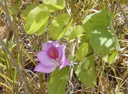 fleur de Bauhinia