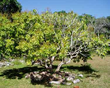 pied de letchi