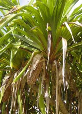sur ce pandanus, les fruits sont de forme  allongée