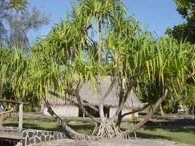 Superbe pandanus à Huahiné en Polynésie