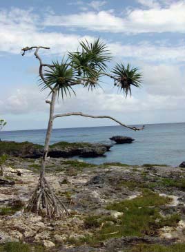 côte de Maré, entre Tadine et Pédé.