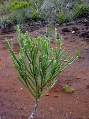 dacrydium araucarioides