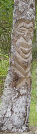 Tronc sculpté d'un cocotier vivant.
Plage de Shabadran à Maré