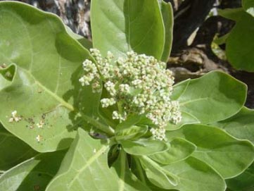 fleur de faux-tabac