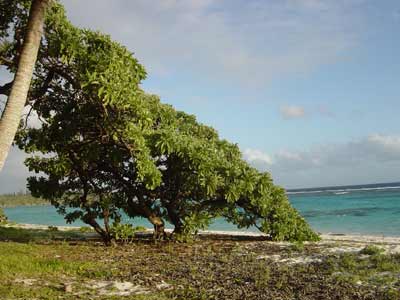 sur la plage de Yédjélé
