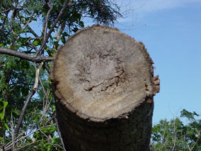 Sur cette coupe d'un tronc de cocotier, on voit qu'il n'y a pas de cercles,mais que le bois est composé de
fibres posées les unes à côté des autres
