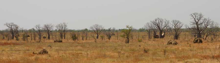 Ces baobabs sont alignés car ils suivent un cours d'eau.
