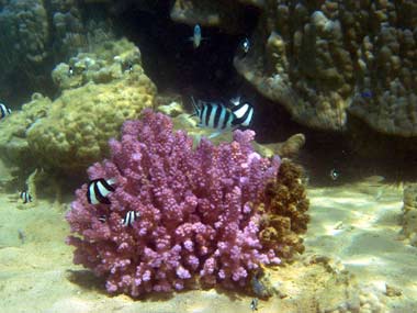 Des poissons demoiselles à 3 bandes noires se cachent dans ce buisson de corail rose à la moindre alerte