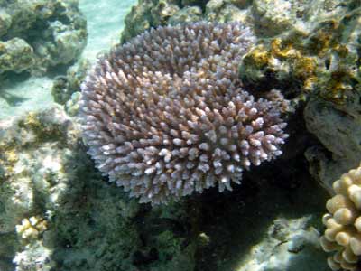 Joli buisson d'acropora rose