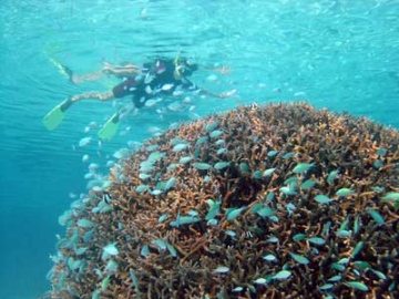 Marine qui semble en équilibre au dessus d'un nuage de poissons bleus