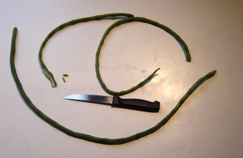 haricots mètre