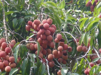 corossol