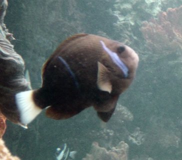 poisson clown brun