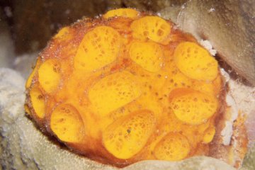 les éponges filtrent l'eau pour en extraire les particules nutritives et l'oxygène