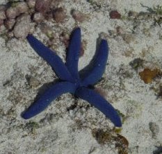 étoile bleue