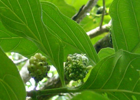 les fruits du Nono