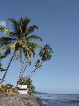 cocotier de Tahiti